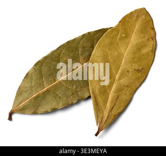 due foglie di alloro essiccate fondo bianco isolato, fogliame aromatico aromatico da cucina o a base di erbe con consistenza organica, colore verde terroso Foto Stock