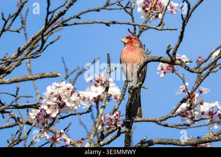 Casa maschile finch (Haemorhous mexicanus) - Beacon Hill Park a Victoria, Isola di Vancouver, Columbia Britannica, Canada Foto Stock