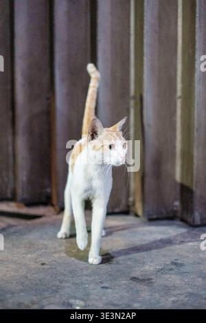Il gatto arancione e bianco è in allerta. Coda sollevata in alto, orecchie in avanti. Sguardo curioso diretto a destra. Tende scure formano lo sfondo. Illuminazione soffusa Foto Stock
