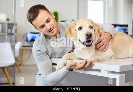 Veterinario che esamina il cane labrador sul tavolo durante il check-up in luminoso clinica per animali Foto Stock