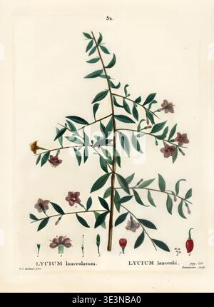 Pierre‑Joseph Redouté – bacca di goji o wolfberry cinese (Lycium barbarum), incisione stipple colorata a mano Foto Stock