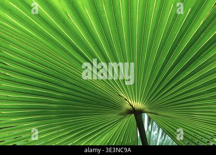 IMMAGINE RAVVICINATA DELLE DETTAGLIATE E VIBRANTI PATTERN E TESTURA DI UNA FOGLIA DI PALMA VERDE O DI UN FOGLIO A VENTAGLIO. AUSTRALIA. Foto Stock