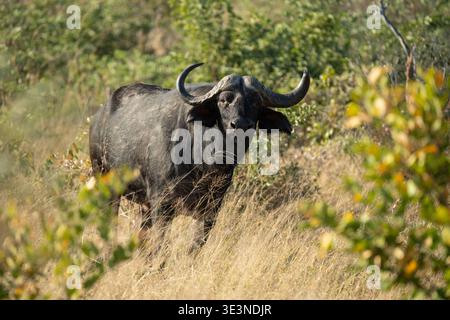Toro di bufalo africano, Syncerus caffer, Hwange National Park, Zimbabwe Foto Stock