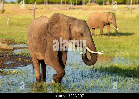 Elefanti africani sulla riva del lago Kariba, Loxodonta africana, Parco Nazionale di Matusadona, Zimbabwe Foto Stock
