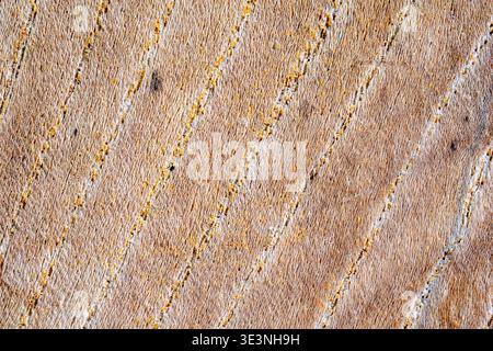 Primo piano ad alta risoluzione che cattura la consistenza ruvida, la grana verticale, le crepe e il decadimento naturale del legno invecchiato e intemprato su un tronco di albero. Foto Stock
