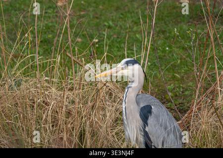 Primo piano Ritratto di Great Heron che riposa a caccia nell'erba nella primavera del 2026. Foto di alta qualità Foto Stock