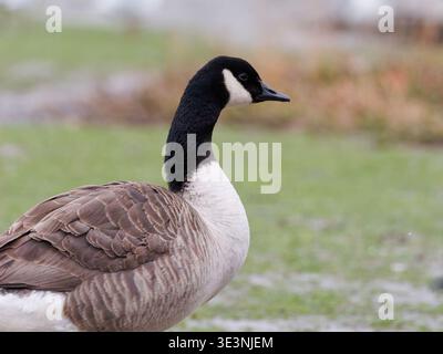 Ritratto dell'oca canadese (Branta canadensis) in un habitat erboso sul lungomare, che mostra collo nero, cerotto bianco e piumaggio dettagliato. Foto Stock