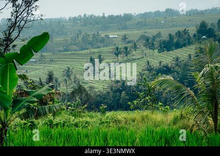 Paesaggio meraviglioso con le risaie a terrazze sulle montagne di Bali Foto Stock