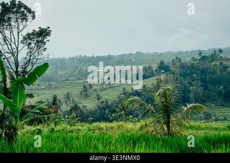 Paesaggio verde con la meravigliosa vegetazione delle montagne di Bali Foto Stock