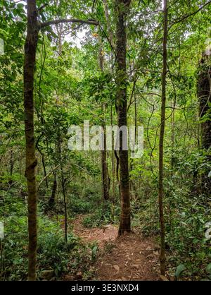 Sentiero sterrato che si snoda attraverso la fitta vegetazione della giungla tropicale durante l'escursione sul Monte Rinjani Foto Stock