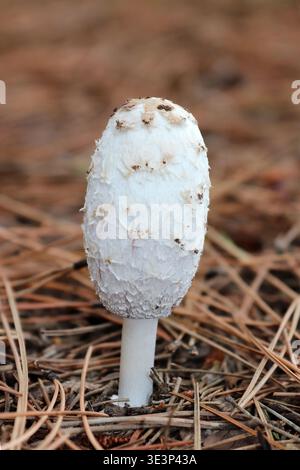 Shaggy Inkcap o la parrucca dell'avvocato, Coprinus comatus tra aghi di pino Foto Stock