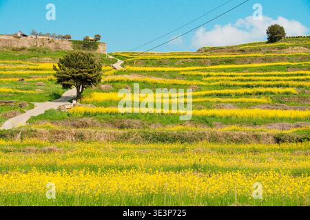 Panorama mozzafiato di campi di colza gialli in fiore che si estendono sulle colline sotto un cielo azzurro luminoso con nuvole bianche e paesaggi agricoli di primavera Foto Stock