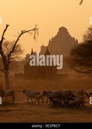 Vista di antiche pagode e bestiame al pascolo bagnato dal caldo bagliore del tramonto, creando una scena tranquilla e senza tempo, il vecchio Bagan, la regione di Mandalay e Myan Foto Stock