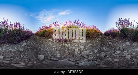 Campo panoramico di lavanda che fiorisce cespugli viola su suolo roccioso sotto un cielo azzurro limpido con vista a 360 gradi Foto Stock
