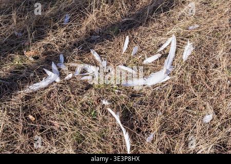 Piume di uccelli bianchi sparse su erba secca, ravvicinate la fauna selvatica di fondo naturale traccia a terra Foto Stock