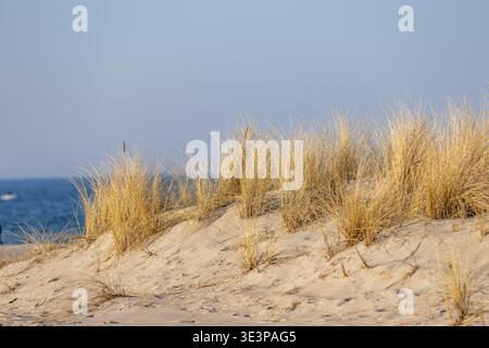 Erba di Marram, Ammophila Arenaria, su dune di sabbia, conosciuta come erba di Marram europea e erba di spiaggia europea. Foto Stock