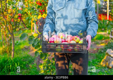Un uomo che tiene una cassa di plastica nera piena di mele rosse appena raccolte Foto Stock