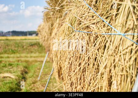 Foto con obiettivo vecchio: Risaia biologica di Hong Kong, raccolta autunnale. Le orecchie di riso si asciugano naturalmente su scaffali in legno sotto la luce calda del sole. Tranquillo contesto del villaggio. Foto Stock