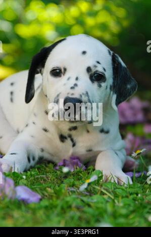 Dalmatinerwelpe, fuenf Wochen alt, im Garten / cucciolo dalmata di cinque settimane, in un giardino Foto Stock