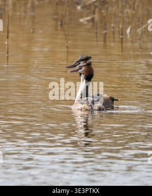 Great Crested Grebe coppia di Podiceps Cristatus che rispecchiano i movimenti degli altri all'inizio della primavera a Ham Wall, a Somerset Levels UK Foto Stock