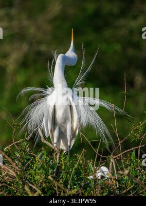 Grande Egret Ardea alba in mostra al nido con il suo becco rivolto verso l'alto nel Parco nazionale delle zone umide di Ibera, nel nord dell'Argentina Foto Stock