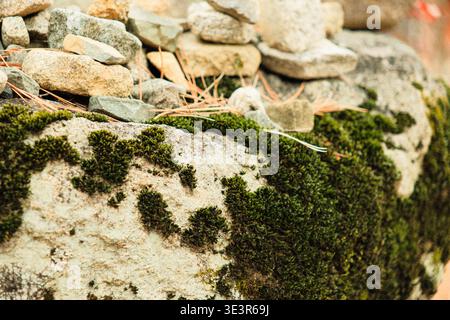 Composizione terrosa con muschio verde vivace che cresce su pietre ruvide con piccole rocce piene simili a zen in cima in un ambiente forestale naturale Foto Stock