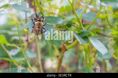 Bumblebee gigante poggia su un cespuglio di rose Foto Stock