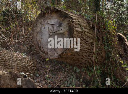 Un albero caduto in una foresta matura Foto Stock