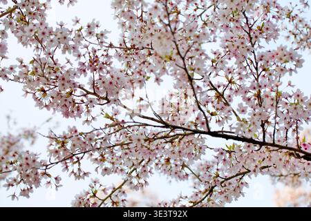Fiori di ciliegio pallidi e rami sottili si diffondono in un cielo luminoso al Bloesempark di Het Amsterdamse Bos, Amsterdam, Paesi Bassi, con foglie fresche. Foto Stock
