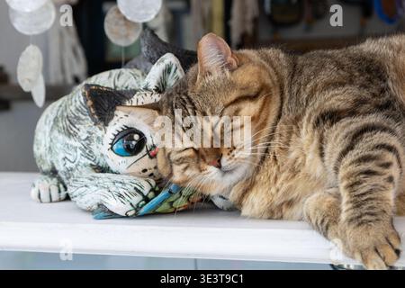 Gatto addormentato e statuetta decorativa per gatto in un negozio di souvenir nel villaggio di Oia. Isola di Santorini, le Cicladi, Grecia Foto Stock