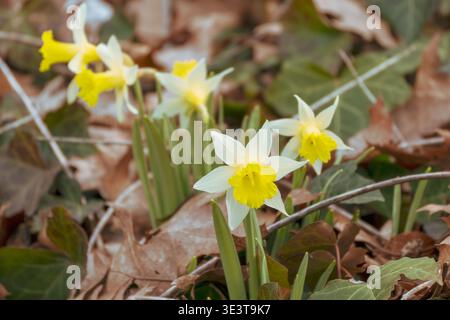 I narcisi bianchi fioriscono in primavera. I centri gialli si distinguono su petali bianchi. I fiori crescono tra foglie marroni e steli verdi. Giardino naturale Foto Stock