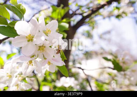 Le mele bianche che impollinano le api del miele fioriscono nel giardino primaverile. Concetto di biodiversità e rinnovamento della natura. Foto Stock