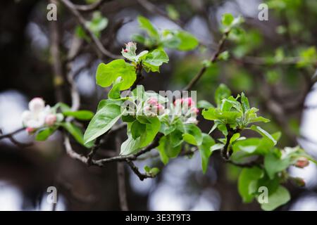 La mela rosa fiorisce gemme su un ramo con foglie verdi in primavera. Foto Stock