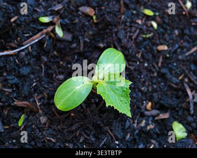 Vista dall'alto di una piantina di cetrioli fresca, Cucumis sativus Foto Stock