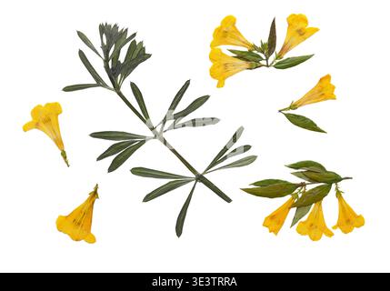 Collezione di erbari botanici con fiori selvatici gialli pressati e fogliame verde su sfondo bianco. Campioni dettagliati di erbario con elementi selvatici Foto Stock