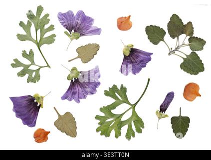 Fiori di malva viola pressati e foglie di erbario verde su sfondo bianco. La collezione di piante estetiche presenta petali viola secchi e verde Foto Stock