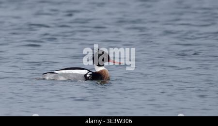 Anatra Merganser dal petto rosso con cresta spiovente che nuota in acque calme Foto Stock