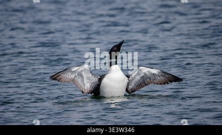 loon comune con ali spalancate, che si allungano e si preparano in acque blu calme Foto Stock