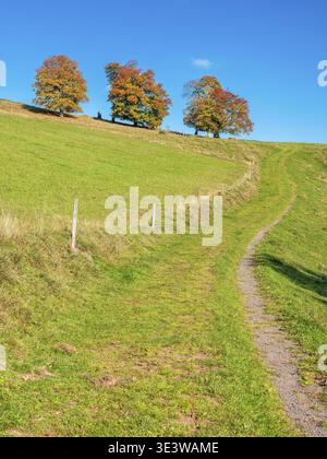 Sentiero escursionistico a Wiedener Eck, strada sterrata che attraversa prati con vecchi faggi dai colori autunnali, Foresta Nera, Baden-Wuerttemberg, Germania Foto Stock