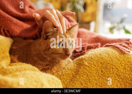 Primo piano del gatto dello zenzero che poggia sulle ginocchia sotto la coperta mentre il proprietario accresce delicatamente la testa. Ideale per la pubblicità per la cura degli animali domestici, il comfort e l'emozione Foto Stock