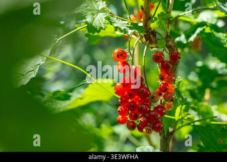 Un gruppo di vivaci ribes rossi matura in un giardino illuminato dal sole, a segnalare un raccolto abbondante. Questi frutti di bosco di stagione sono perfetti per le promozioni Foto Stock