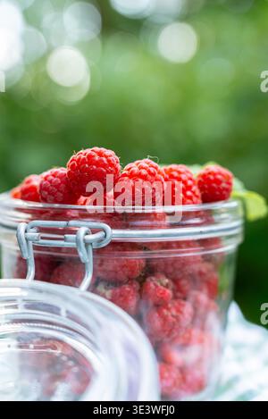 Primo piano di lamponi appena raccolti che fuoriescono da un vaso di vetro. Le vivaci bacche rosse simboleggiano una vita sana e sono perfette Foto Stock