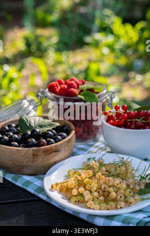 Bacche fresche assortite, tra cui lamponi, ribes e ribes nero, disposte in ciotole e piatti. Un vivace spettacolo di har stagionali e casalinghi Foto Stock