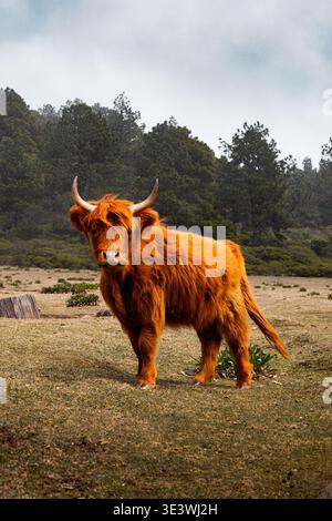 Un bestiame delle Highland con lunghe pellicce rossastre e corna ricurve si erge in un paesaggio erboso aperto. Circondata da alberi, questa iconica razza scozzese ex Foto Stock