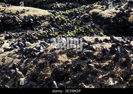 Le cozze popolano densamente una costa rocciosa con la bassa marea in Galizia, Spagna. La vista ravvicinata mostra il loro habitat naturale tra le rocce e le alghe, hig Foto Stock