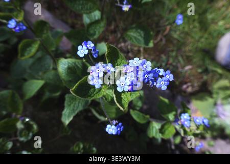 Bugloss siberiano (Brunnera macrophylla) - pianta in fiore, Weilerswist, Renania settentrionale-Vestfalia Foto Stock