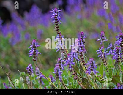 Plectranthus ornatus fiori su sfondo naturale Foto Stock
