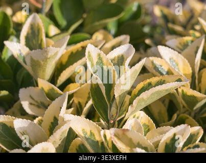 Primo piano del fogliame variegato giallo e verde di Euonymus japonicus Aureomarginatus che cresce in un giardino sotto la luce del sole Foto Stock