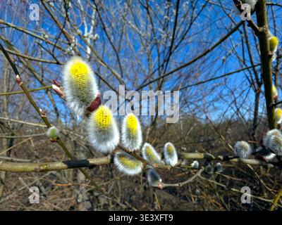 I ramoscelli di salice mostrano morbide fioriture in primavera, mentre la luce del sole splende sugli alberi e il cielo azzurro si mostra sopra. La natura e' luminosa e piena Foto Stock