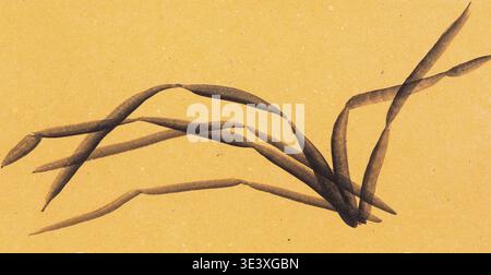 Allenamento disegno in stile Suibokuga con acquerelli schizzo d'erba su carta arancione Foto Stock